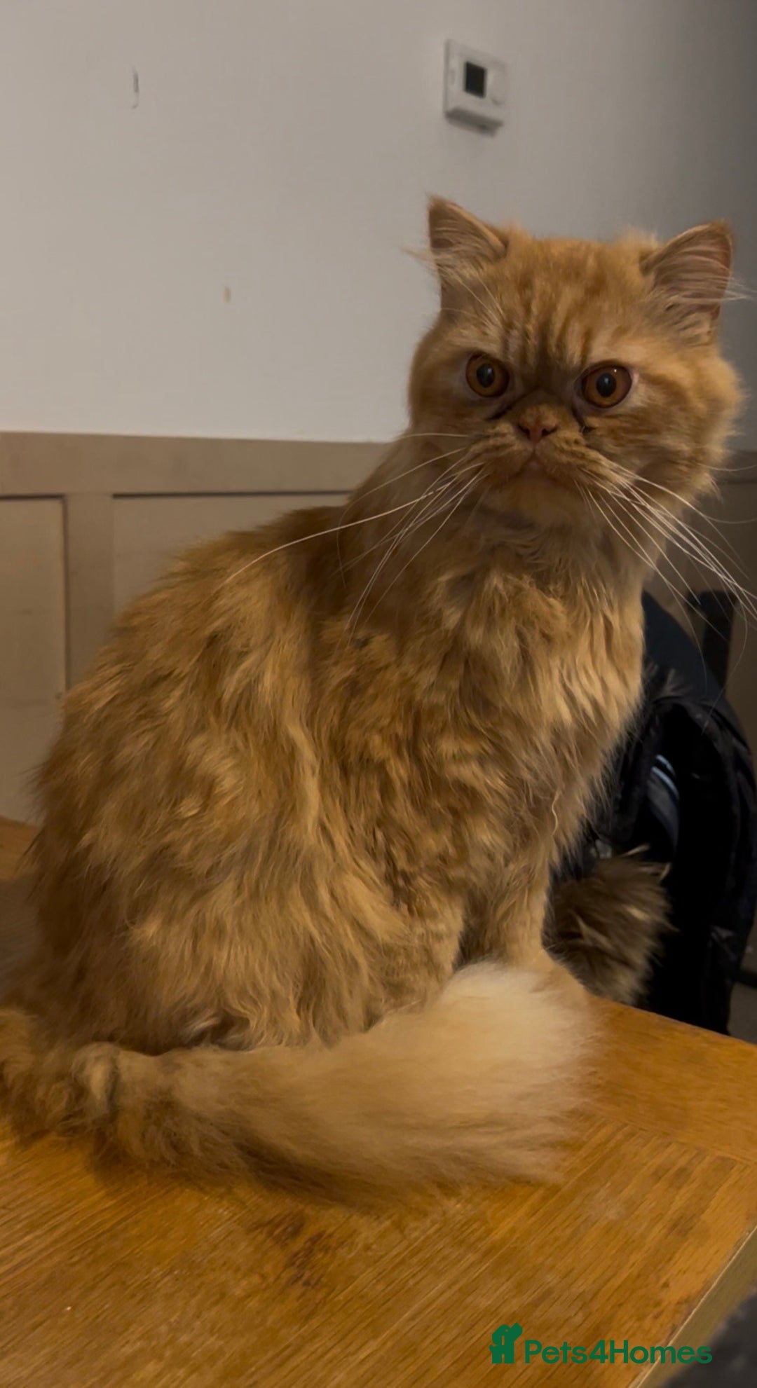 Persian cats for sale: Ginger male  - Advert 3