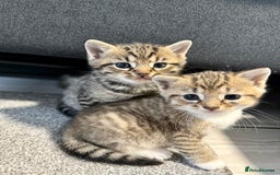 British Shorthair cats for sale: Bella’s Kittens  - Image 9