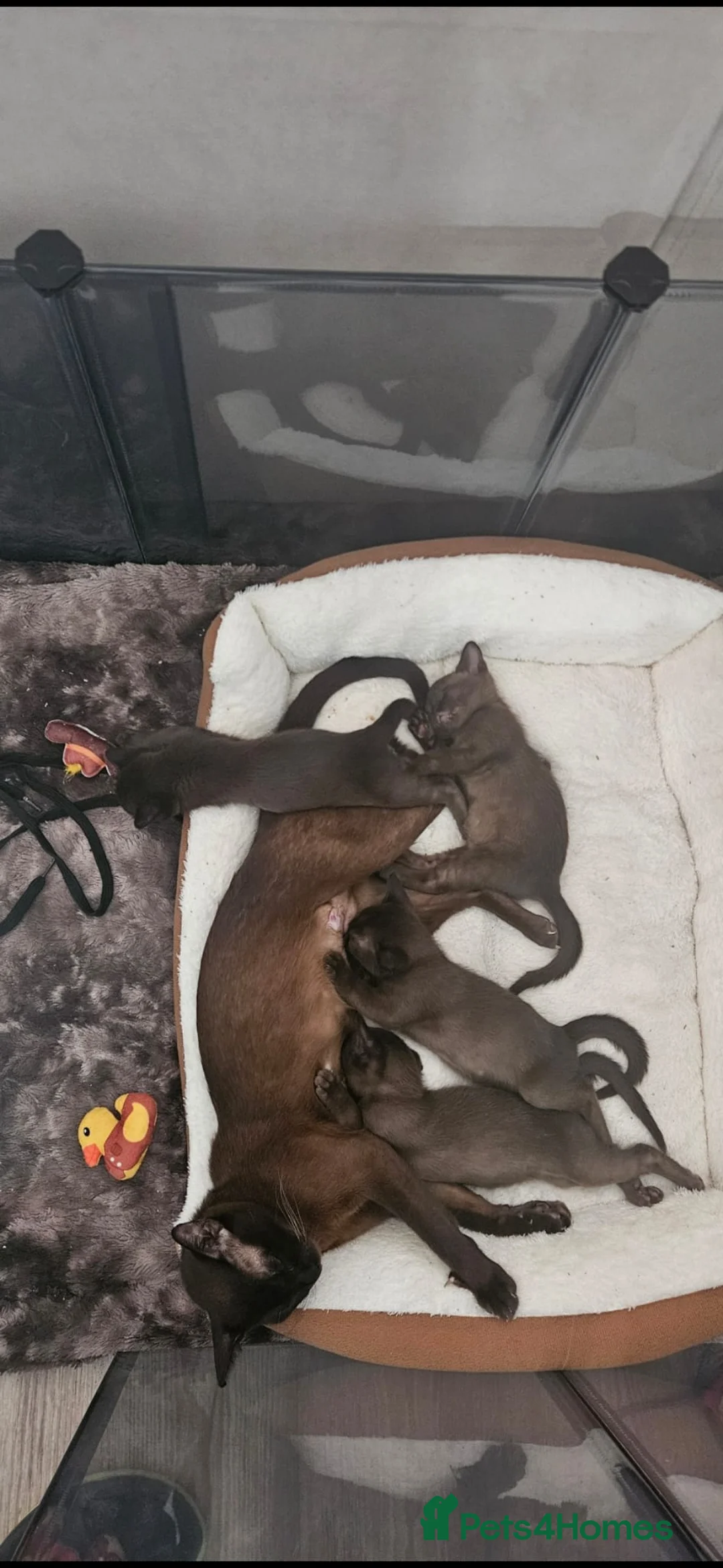 Burmese cats for sale: Stunning Pedigree Brown Burmese kittens  - Advert 4