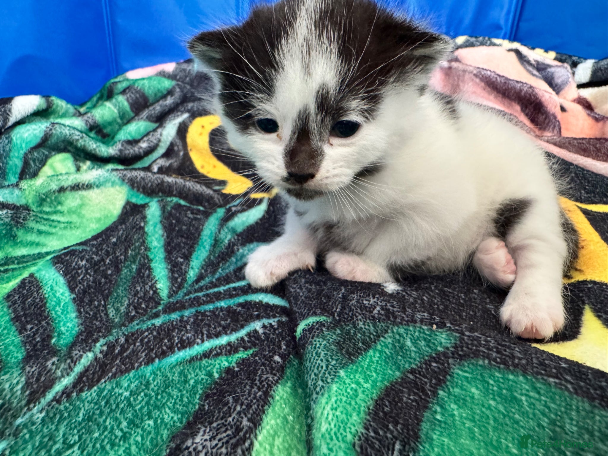 Siamese cats Siamese stunners  - Advert 2