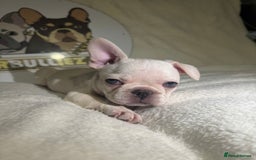French Bulldog dogs for sale: French Bulldog puppies for sale - Image 13