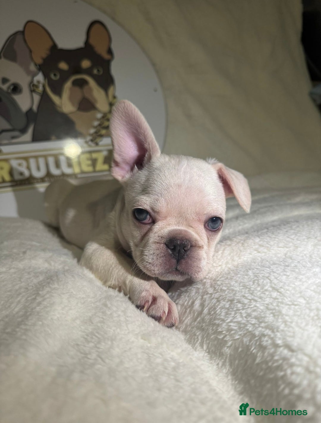 French Bulldog dogs for sale: French Bulldog puppies for sale - Image 13