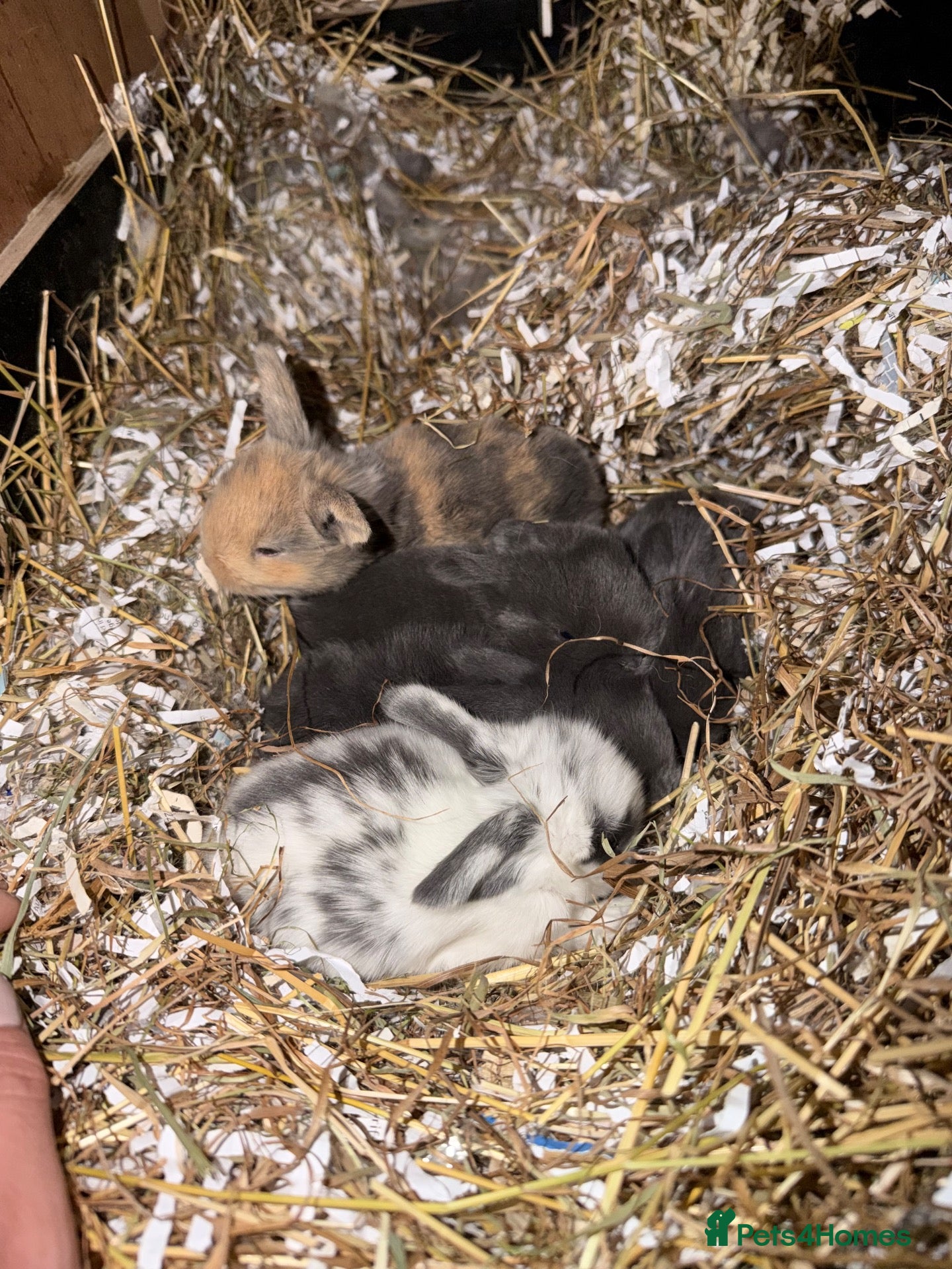 Mini Lop rabbits Mini Rex & Mini Lop & Lop babies - Advert 1