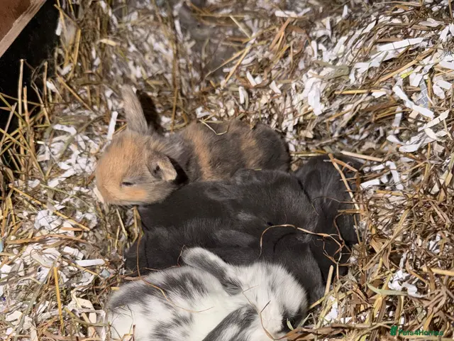 Mini Lop rabbits for sale: Mini Rex & Mini Lop & Lop babies - Advert 1