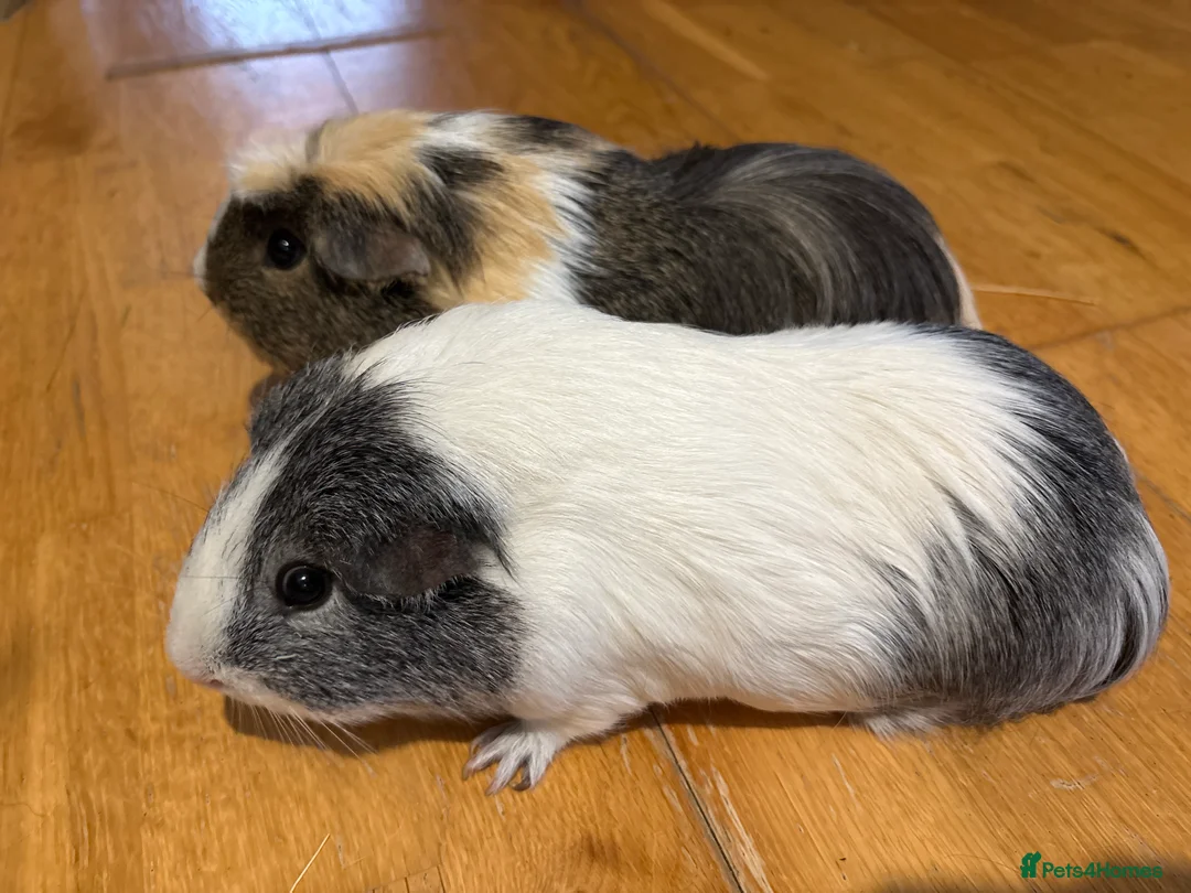 Guinea Pig rodents for sale: 2 Male bonded guinea pigs  - Advert 4