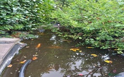Koi Carp fish for sale: Koi Carp for sale Bedworth  - Image 1