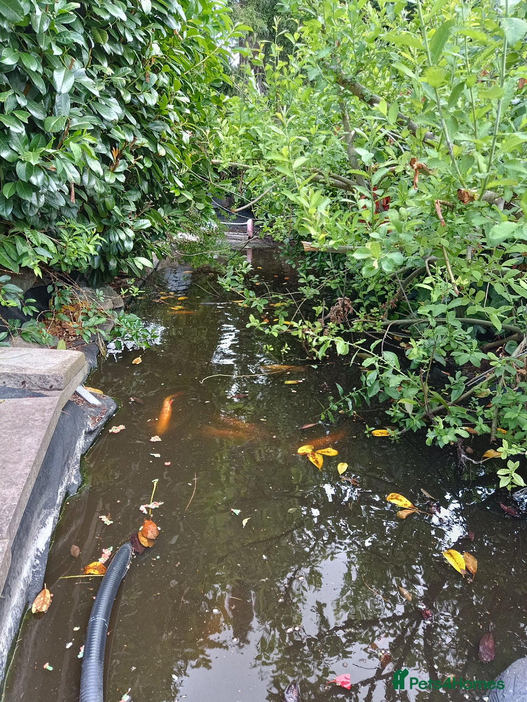 Koi Carp fish for sale: Koi Carp for sale Bedworth  - Image 1