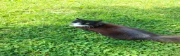 Mixed Breed cats for sale: Very affectionate black and white female cat. - Advert 2