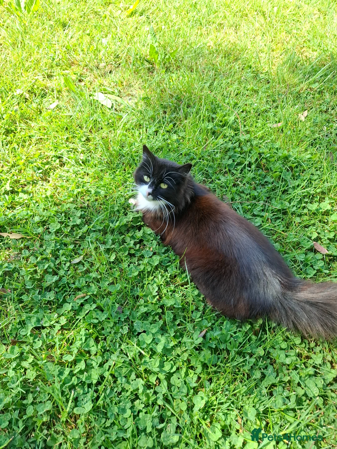 Mixed Breed cats for sale: Very affectionate black and white female cat. - Advert 2