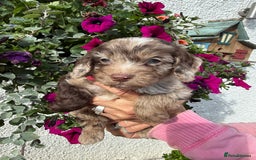 Cockapoo dogs for sale: Ready now Cracking F1 Cockapoos - Image 18