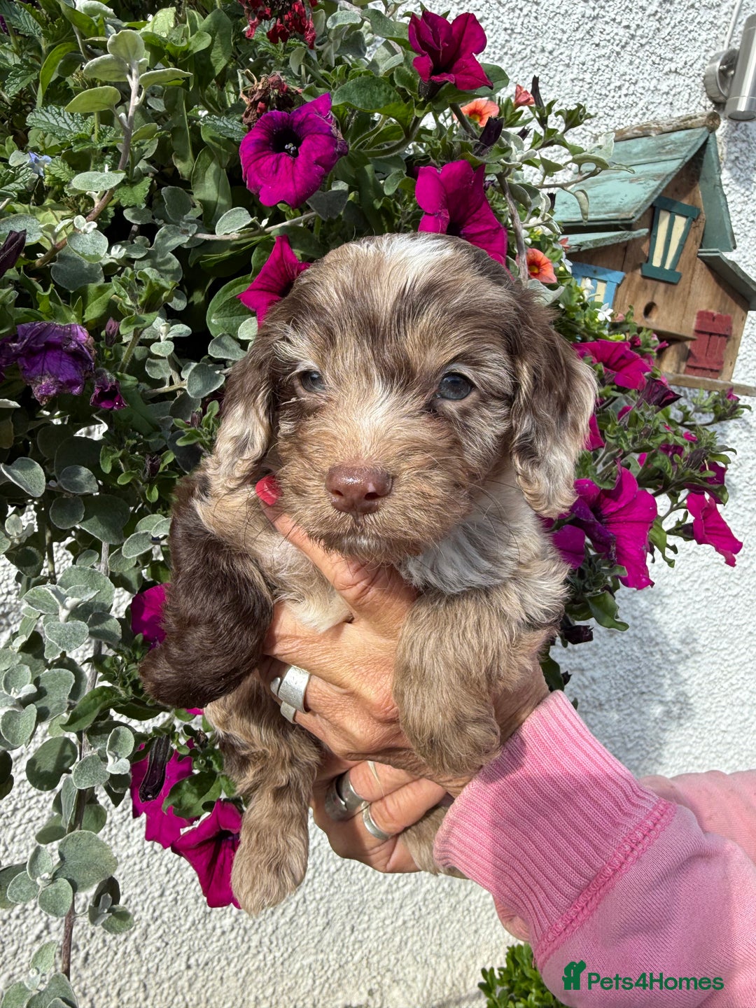 Cockapoo dogs for sale: Ready now Cracking F1 Cockapoos - Image 18