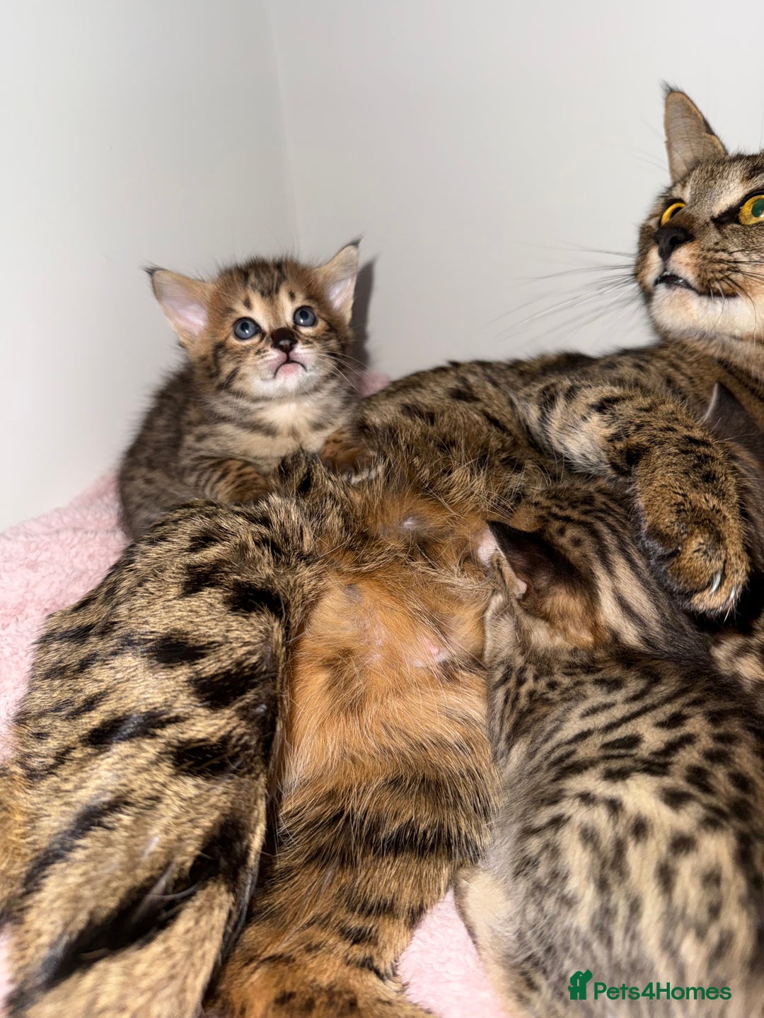Savannah cats for sale: TICA Reg F3 Savannah Kittens HIGH PERCENTAGE - Advert 9