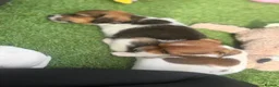 Jack Russell dogs for sale: 5 beautiful Jack Russell puppies  in Wickford - Advert 16