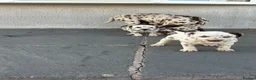 Dalmatian dogs for sale: Dalmatian beautiful - Advert 4