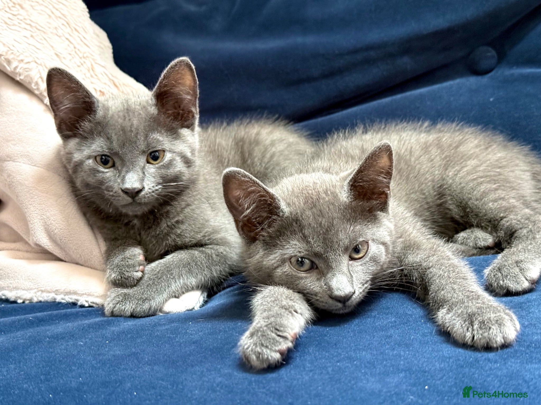 Russian Blue cats Beautiful Russian Blue Kittens | Ready now - Advert 1