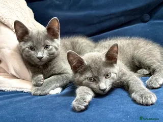 Russian Blue cats Beautiful Russian Blue Kittens | Ready now - Advert 1