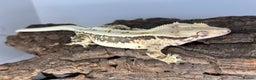 Gecko reptiles for sale: Adult Lilly white crested geckos cb24  - Advert 6