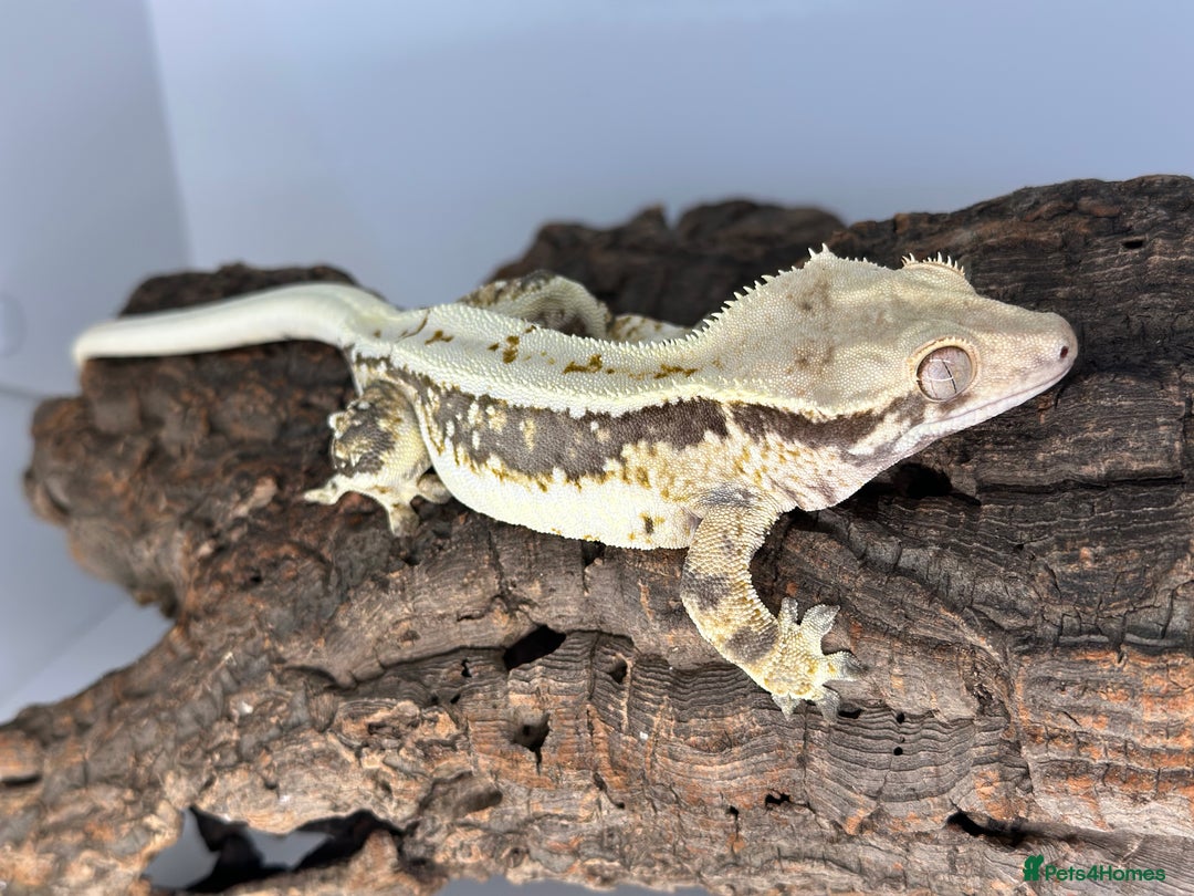 Gecko reptiles for sale: Adult Lilly white crested geckos cb24  - Advert 6