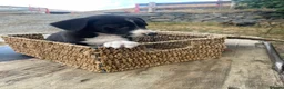 Mixed Breed dogs for sale: Working dogs - Advert 19