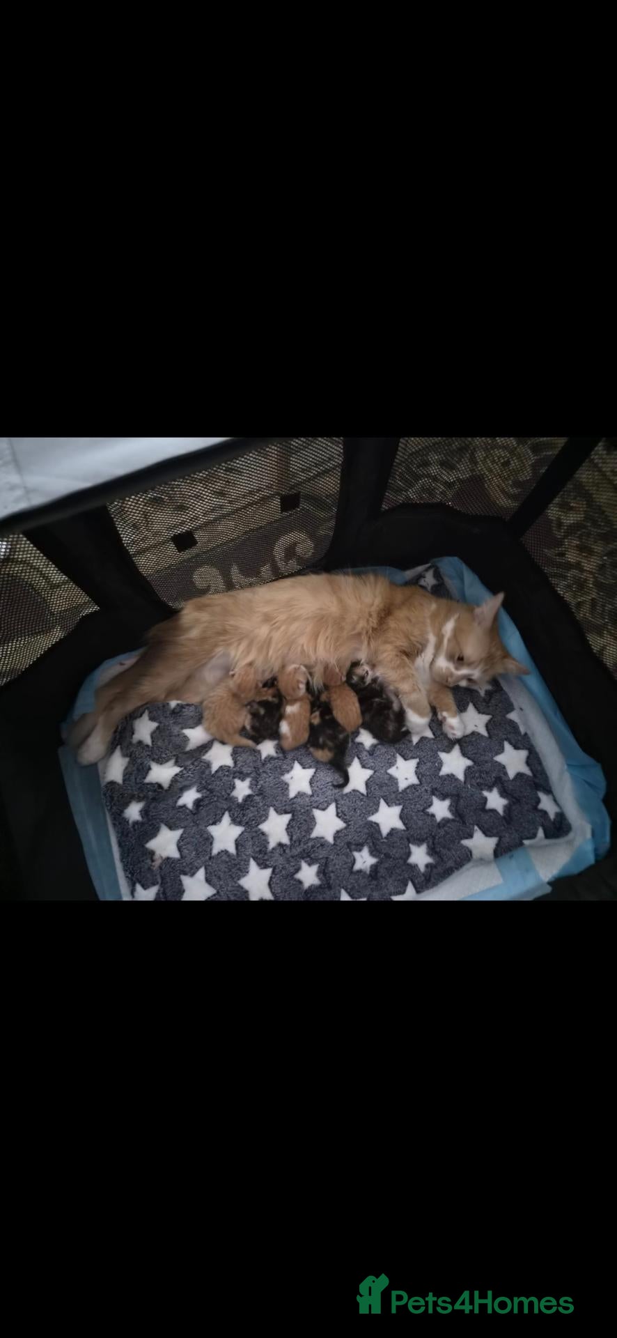 Mixed Breed cats Lovely kittens - Advert 2