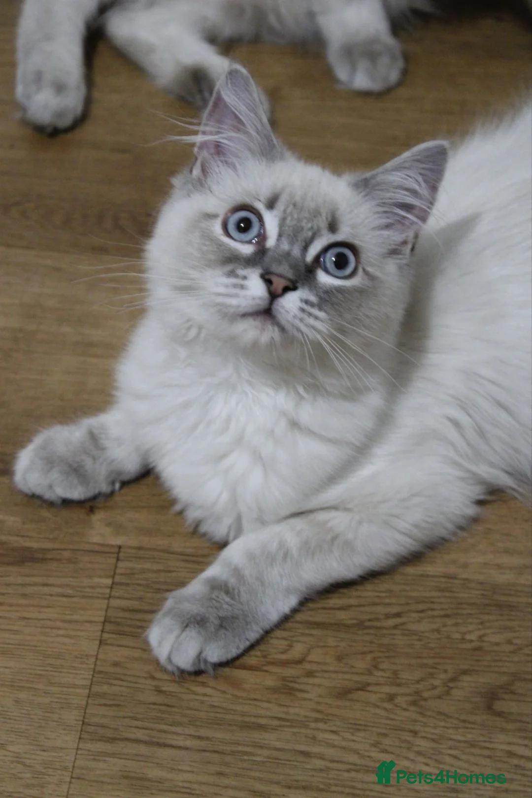 Ragdoll cats for sale: Blue Ragdolls  - Advert 2