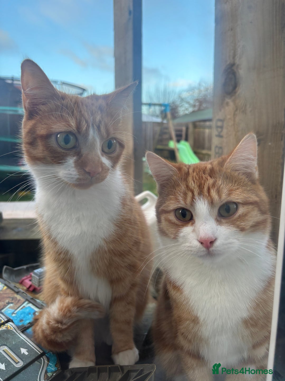 Mixed Breed cats for sale: Mother and Son  - Advert 3