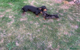 Miniature Dachshund dogs for sale: Dachshund puppies ready now - Image 4
