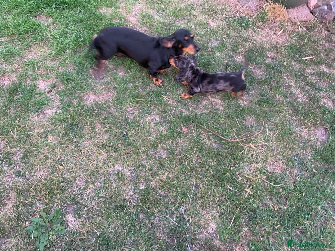 Miniature Dachshund dogs for sale: Dachshund puppies ready now - Image 4
