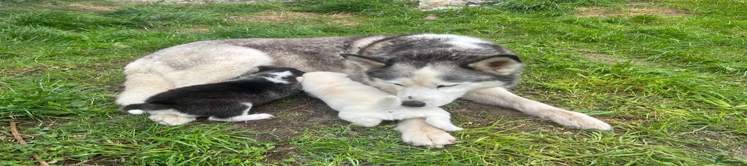 Siberian Husky Puppy 5