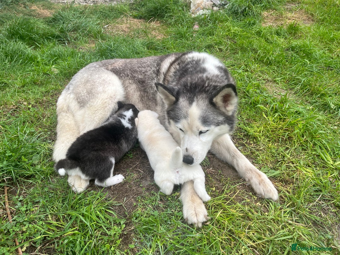 Siberian Husky dogs for sale: Siberian husky puppies  - Image 12