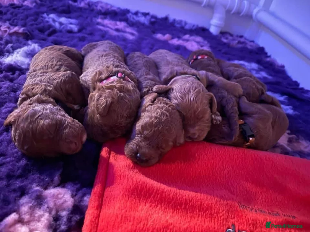 Cockapoo dogs for stud: Stunning Cockapoo For Stud in King's Lynn - Advert 10