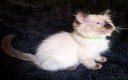 Ragdoll cats for sale: 1 LOVING RAGDOLL BOY is WAITING FOR LOVING HOME - Image 16