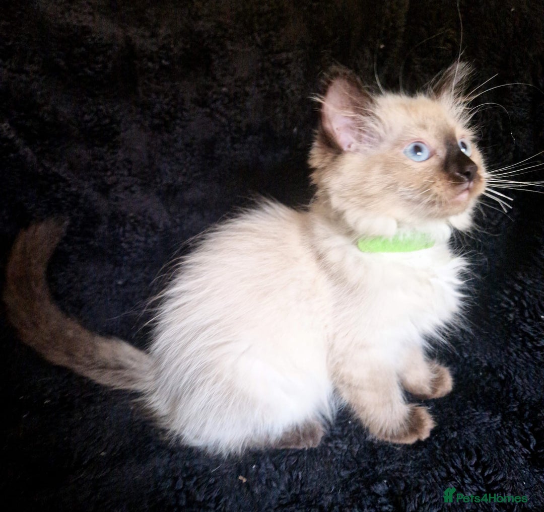 Ragdoll cats for sale: 1 LOVING RAGDOLL BOY is WAITING FOR LOVING HOME - Image 16