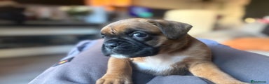 Boxer Puppy 4