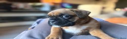 Boxer dogs for sale: 4 Stunning Boxer puppies - Advert 6