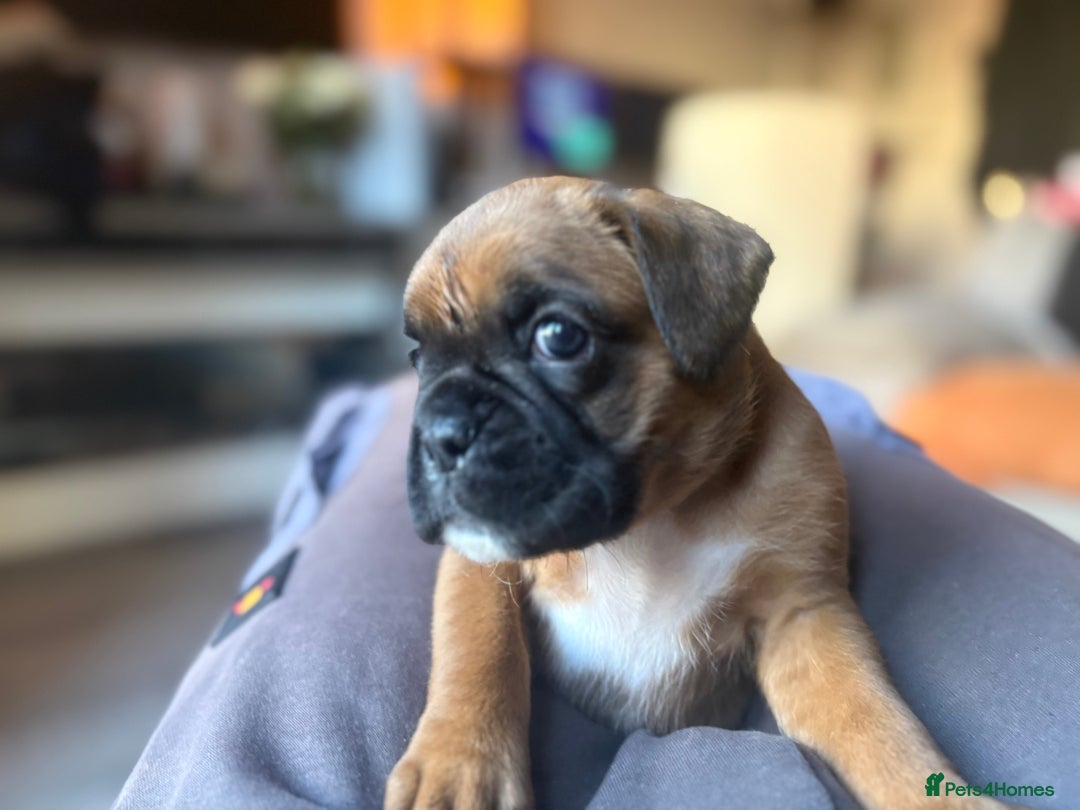 Boxer dogs for sale: 4 Stunning Boxer puppies - Advert 6