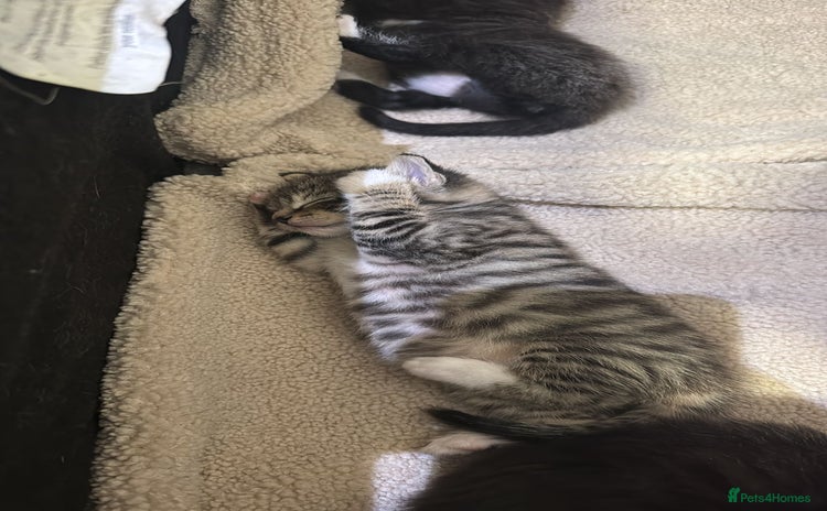 Mixed Breed cats - Advert 10