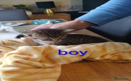 Domestic Shorthair cats for sale: Kittens for sale  - Image 4