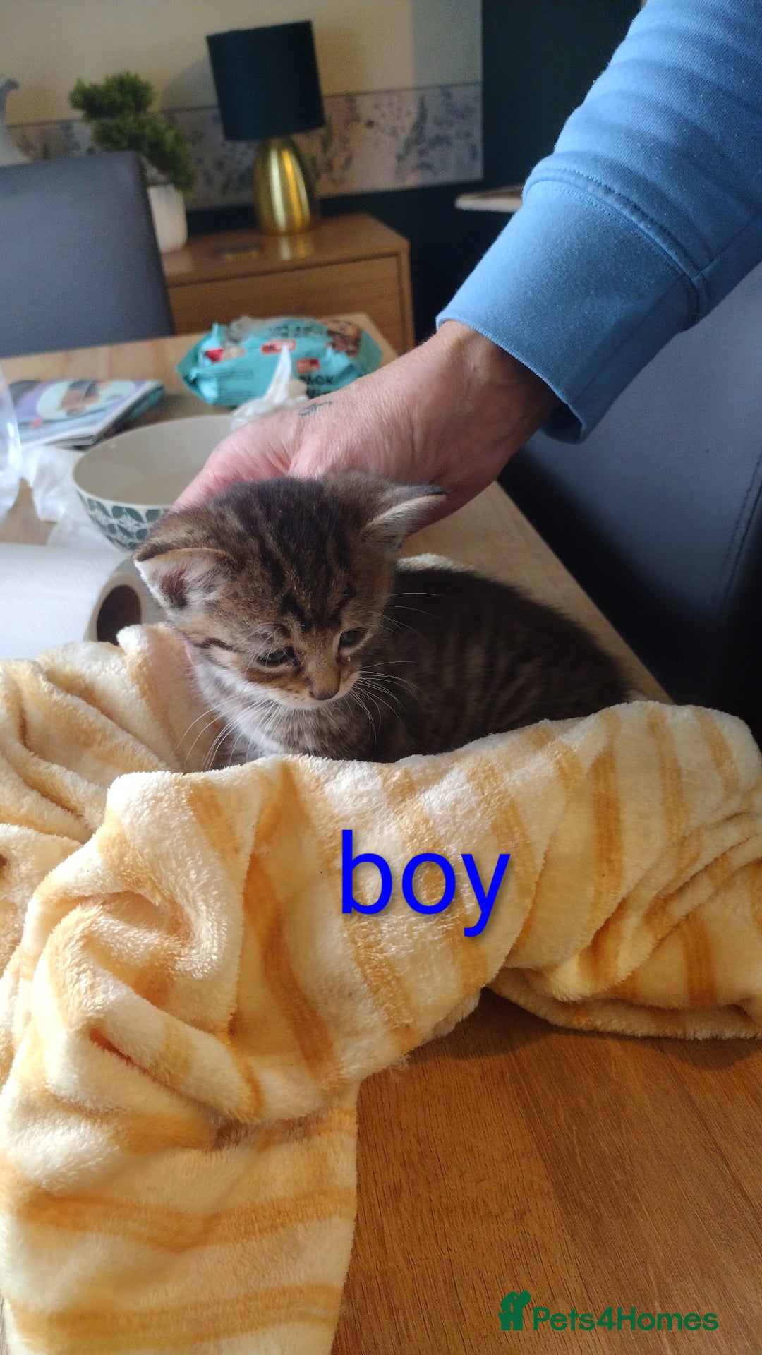 Domestic Shorthair cats for sale: Kittens for sale  - Image 4
