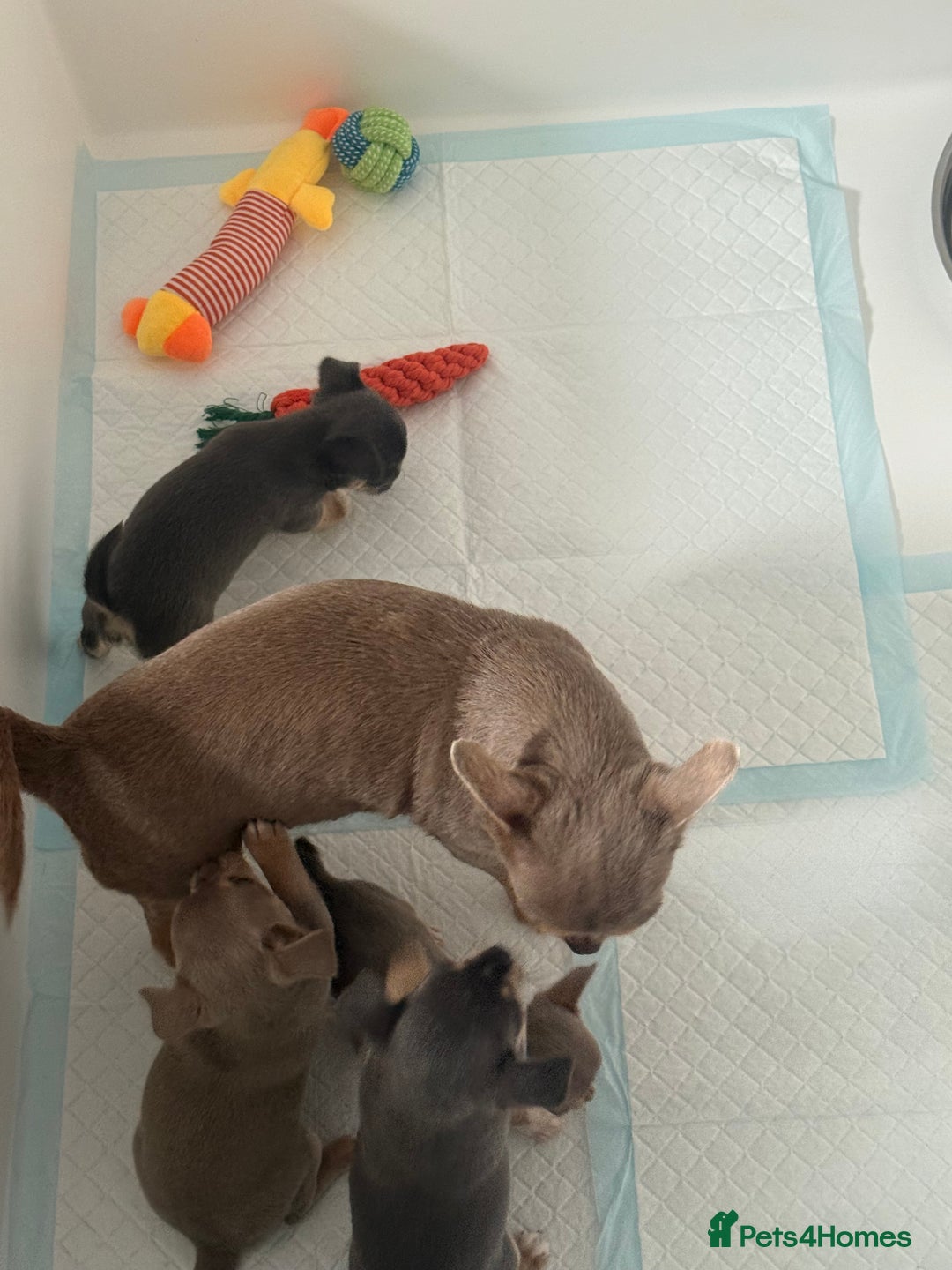 Chihuahua dogs for sale: Stunning chihuahua puppies  - Image 3