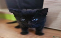 Mixed Breed cats for sale: Kittens 8 weeks old  - Image 9