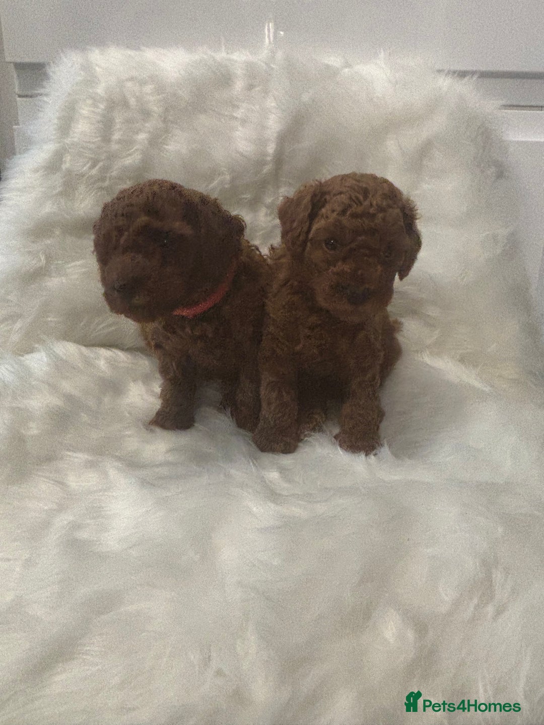 Toy Poodle dogs for sale: Toy poodle puppies  - Advert 6