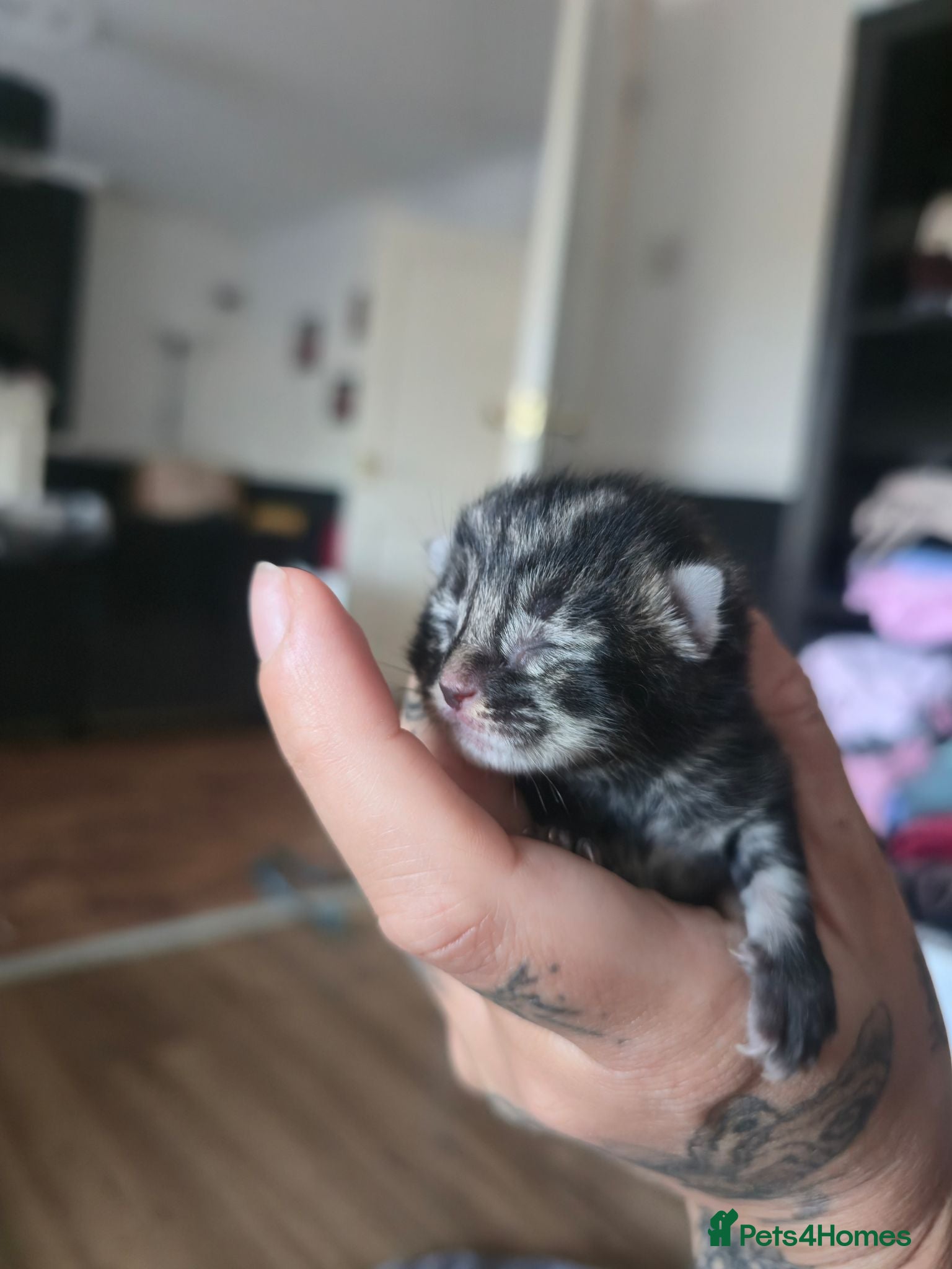 Mixed Breed cats Beautiful kittens for forever homes - Advert 1
