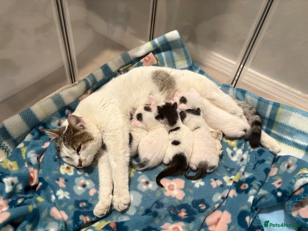 Ragdoll cats 3 kittens for living homes - Advert 1