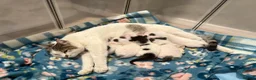 Ragdoll cats for sale: 3 kittens for living homes in Southampton - Advert 1