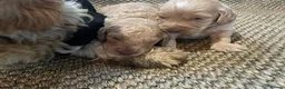 Cavapoo dogs for sale: F1 b cavapoo health tested  - Advert 4