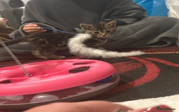 Mixed Breed cats for sale: 3 Beutiful kittens - Image 6