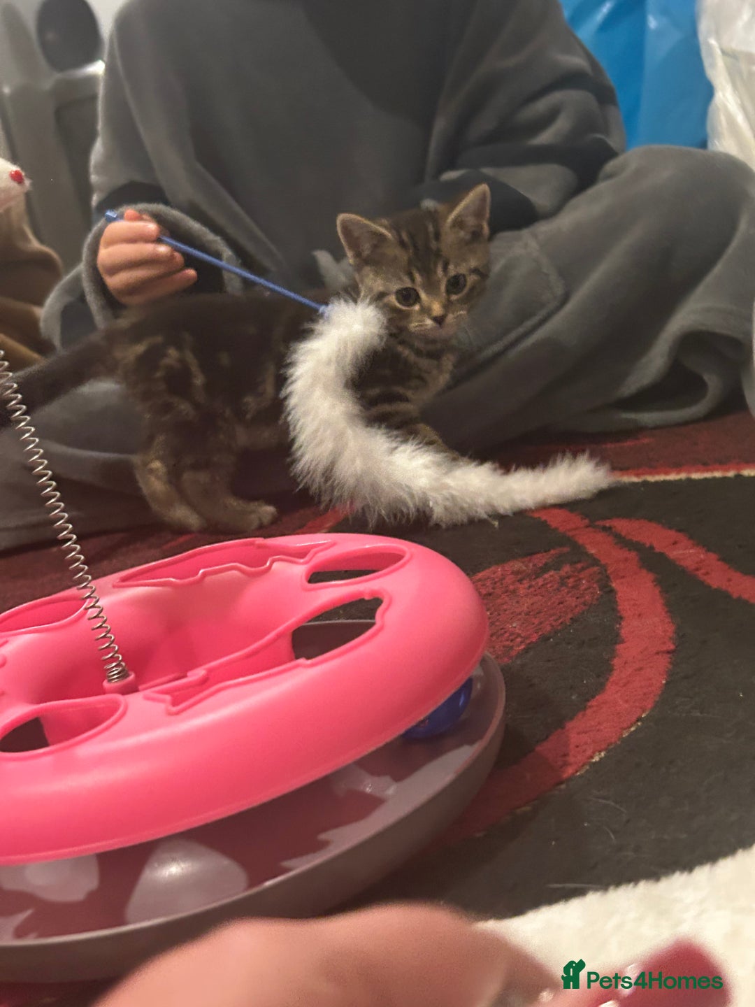 Mixed Breed cats for sale: 3 Beutiful kittens - Image 6