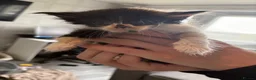 Mixed Breed cats for sale: British short hair crossed  in Birmingham - Advert 4