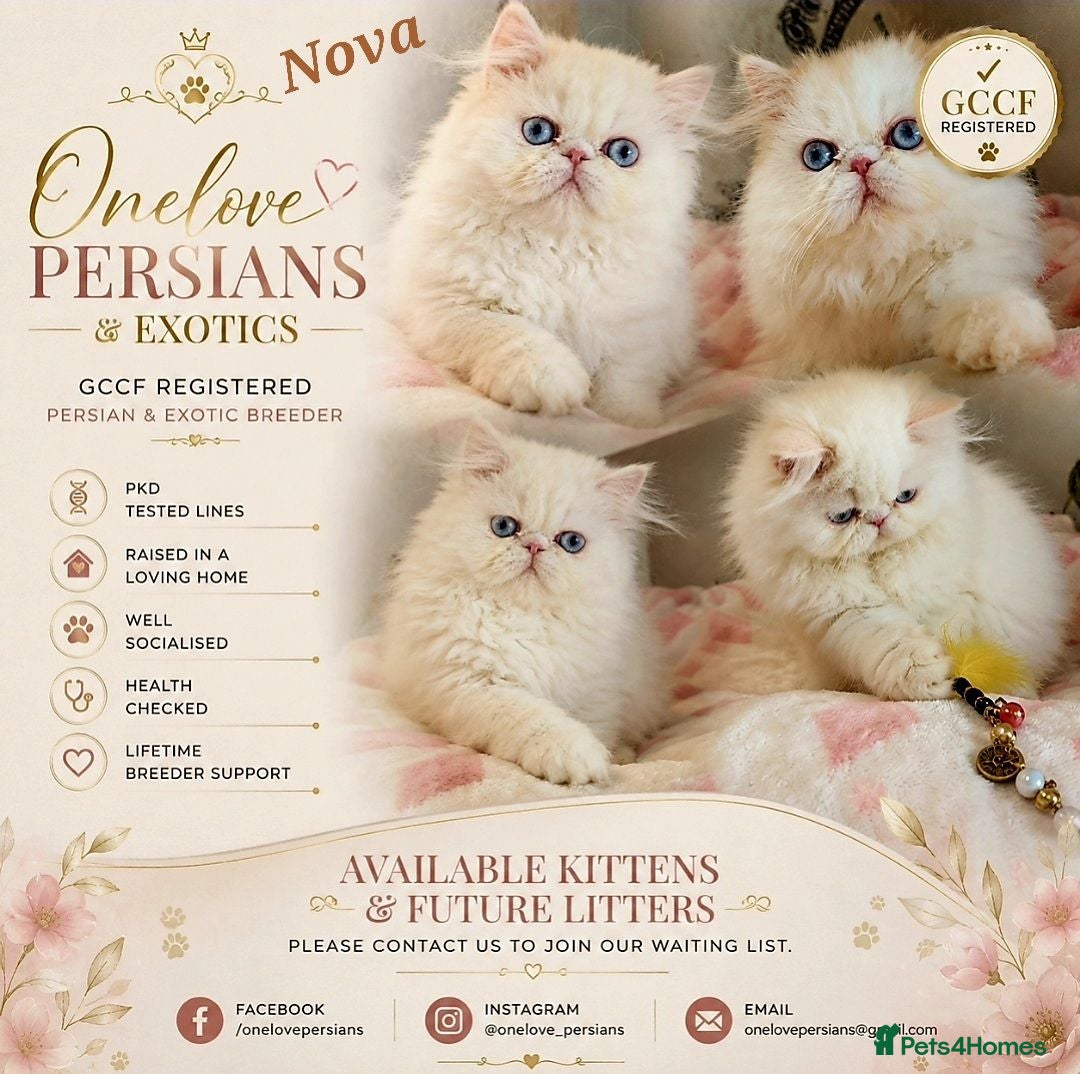 Persian cats 🎀🎀 GCCF Persian Kitten 🎀🎀 - Advert 6